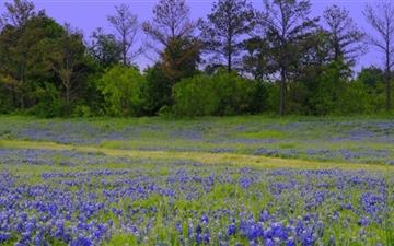Texas Bluebonnet Field All Mac wallpaper