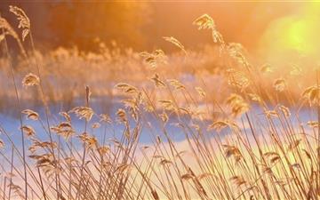 Reeds In The Morning Sun All Mac wallpaper