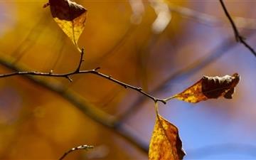Whitered Autumn Leaves MacBook Pro wallpaper