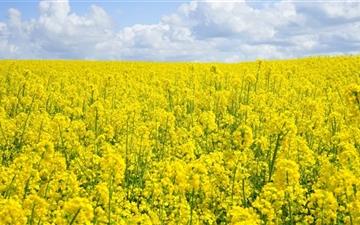 A Sea Of Yellow Rapeseed Flowers All Mac wallpaper