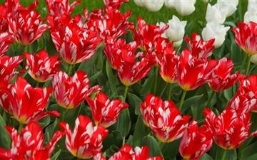 Red And White Tulips All Mac wallpaper