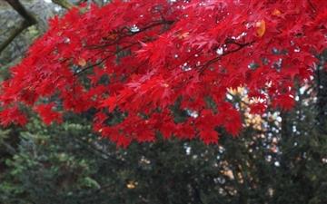 Red Acer Tree All Mac wallpaper
