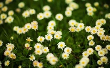 Grass And White Flowers All Mac wallpaper