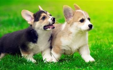 Cute Pembroke Welsh Puppies All Mac wallpaper