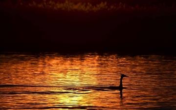Great Crested Grebe All Mac wallpaper