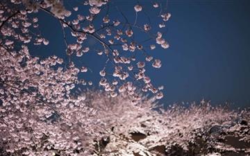 Cherry Blossoms Night All Mac wallpaper