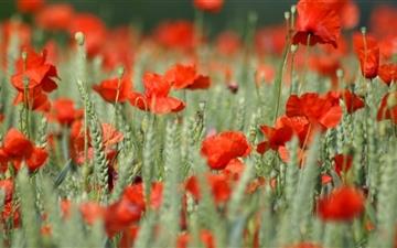 Whitered Poppies All Mac wallpaper
