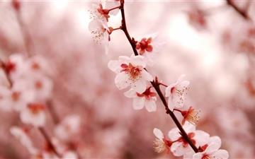 Cherry Blossom MacBook Air wallpaper