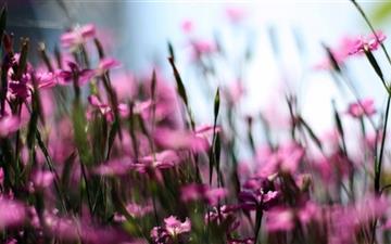 Pink Dianthus Field All Mac wallpaper