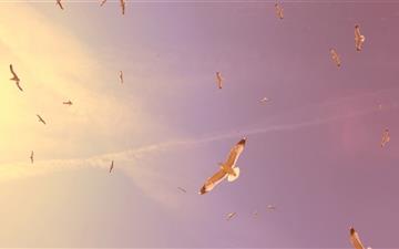 Flying Seagulls All Mac wallpaper