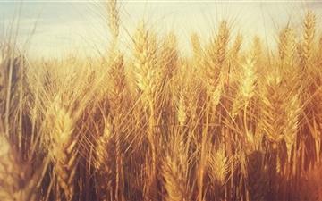 Grain Field All Mac wallpaper