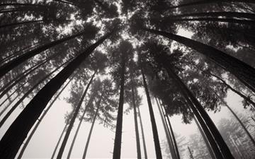 Forets Trees Black And White All Mac wallpaper