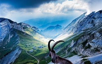 Goat At Mount Pilatus MacBook Pro wallpaper