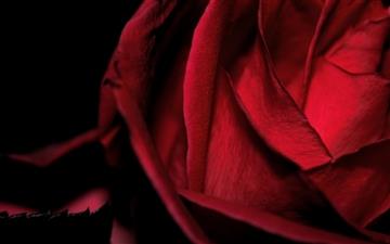 Dark Romantic Red Rose All Mac wallpaper