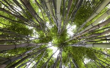 Looking Up In A Bamboo Forest All Mac wallpaper
