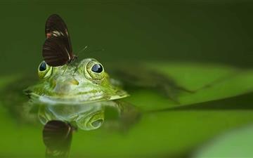 Butterfly On A Frog All Mac wallpaper