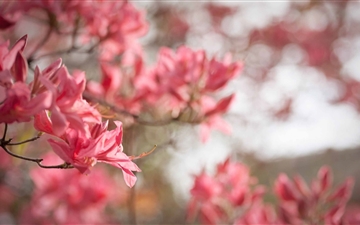 Azaleas Bloom In Spring All Mac wallpaper