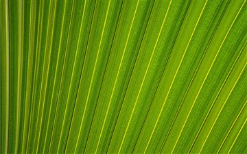 Parallel lines on a leaf All Mac wallpaper