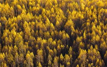 aerial view of forest All Mac wallpaper