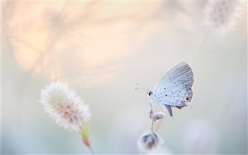 Airy Butterfly iMac wallpaper