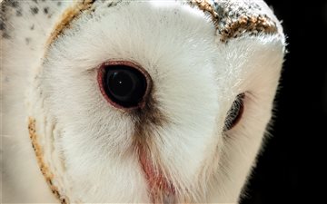 Barn Owl MacBook Pro wallpaper