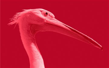 Pink pelican MacBook Pro wallpaper