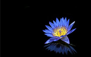 Blue Water Lily All Mac wallpaper