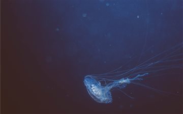 Jellyfish MacBook Pro wallpaper