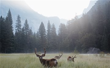 Yosemite Valley at Dawn All Mac wallpaper