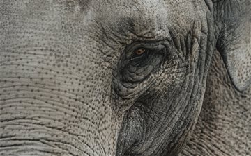 Elephants are probably on... All Mac wallpaper