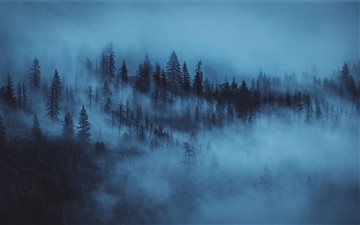 nature photography of pine trees covered by fogs iMac wallpaper