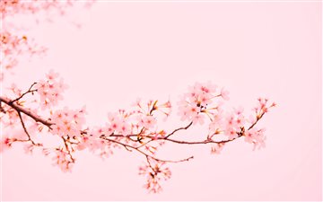 pink flowers at bloom All Mac wallpaper