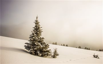 pine tree surrounded by snowfield All Mac wallpaper