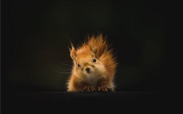 brown squirrel on black background All Mac wallpaper