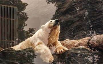 polar bear lying on brown rock iMac wallpaper