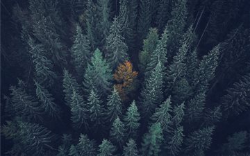 aerial view of green trees All Mac wallpaper