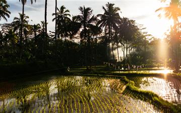 rice field and Coconut trees MacBook Air wallpaper