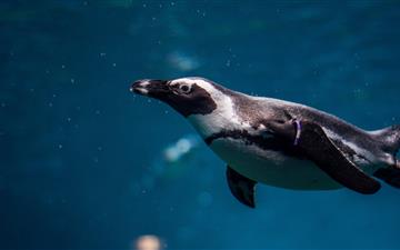 black and white penguin in underwater photography All Mac wallpaper