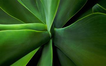 macro photography of plants MacBook Pro wallpaper