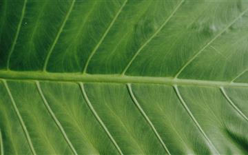 photo of green leaf All Mac wallpaper