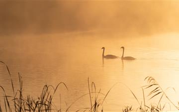 two swans on pond All Mac wallpaper
