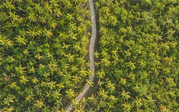 bird's eye photography of road surrounded by trees All Mac wallpaper