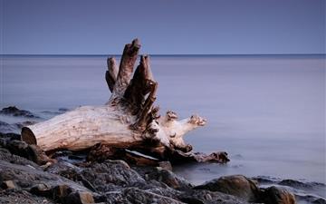 Tree roots on the beach All Mac wallpaper