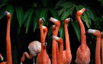 flock of flamingos MacBook Air wallpaper