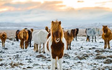 herd of white and brown donkeys on snow covered la All Mac wallpaper