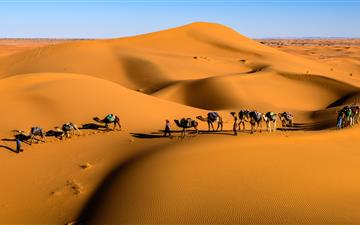 camels on desert under blue sky All Mac wallpaper