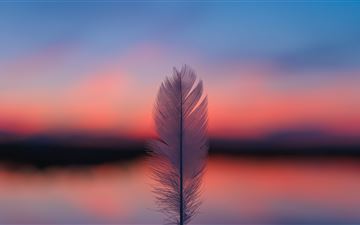 feather focus blur sunset 5k All Mac wallpaper