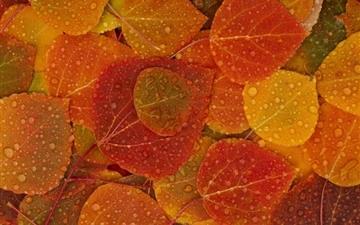Autumn leafs All Mac wallpaper