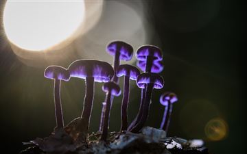 mushrooms purple glowing 5k All Mac wallpaper