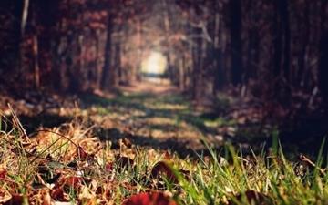 Forests paths trees All Mac wallpaper
